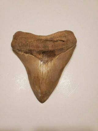 Huge Megalodon Sharks Tooth Massive Monster  6.  6 " L X 5.  67 " W