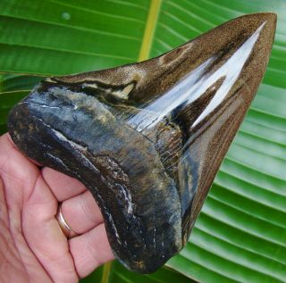 Megalodon Shark Tooth - 5 & 3/8 In.  Brown - Polished - Real Fossil