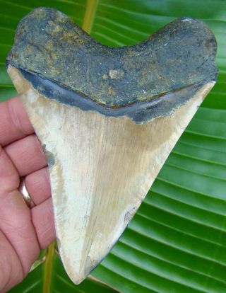 Megalodon Shark Tooth - 5 & 3/8 in.  BROWN - POLISHED - REAL FOSSIL 2