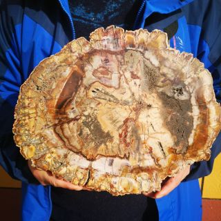 Fossil Petrified Wood Log Cross Section Polished Full Round Arizona Slab 5200g