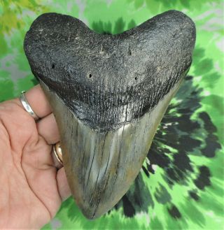 Megalodon Sharks Tooth 5 9/16  Inch Fossil Sharks Teeth Tooth