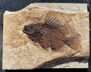 A Fantastic Natural Priscacara Serrata Fossil Fish From The Eocene Of Wyoming