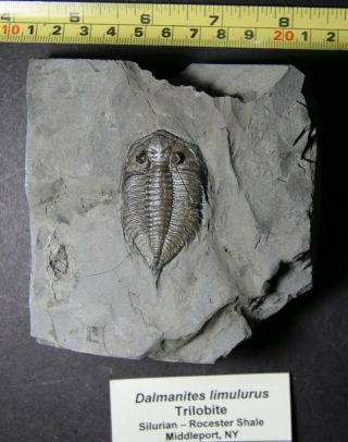 Dalmanites Limulurus - Trilobite – Silurian