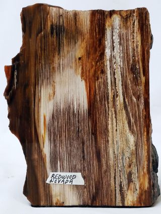 Petrified Wood Specimen Redwood Nevada 4 1/8 " In Height