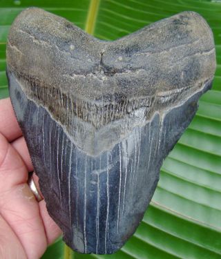 Megalodon Shark Tooth - Over 5 & 1/4 In.  Real Fossil - No Restorations