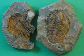 Positive/negative Hamatolenus Trilobite Fossil From Morocco - Well Preserved