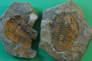 POSITIVE/NEGATIVE HAMATOLENUS TRILOBITE FOSSIL FROM MOROCCO - WELL PRESERVED 2