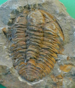 POSITIVE/NEGATIVE HAMATOLENUS TRILOBITE FOSSIL FROM MOROCCO - WELL PRESERVED 3