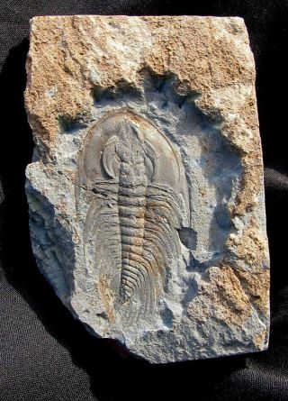 Extinctions - Detailed Lower Cambrian Paedumias Transitans Trilobite Fossil - Cool