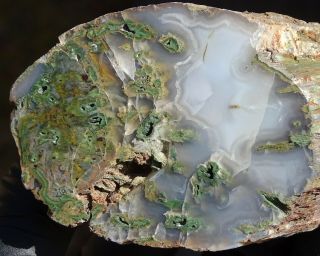 Mw: Petrified Wood GREEN LIMB CAST - Hampton Butte,  Oregon - Face Polished Log 2
