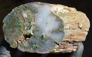 Mw: Petrified Wood GREEN LIMB CAST - Hampton Butte,  Oregon - Face Polished Log 3