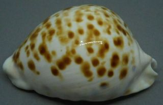 Year Zoila Marginata Orientalis Raybaudii,  60.  3mm. ,  Colorful Shell