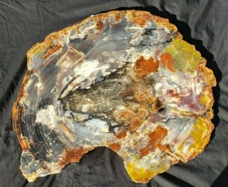 Very Large 26.  5 " Fossil Petrified Wood Rainbow Round Table Top Arizona