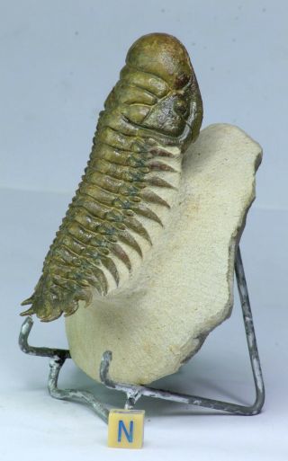 R261 - Nicely Prepared 3.  54 Inch Crotalocephalina Gibbus Devonian Trilobite