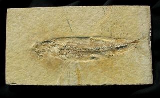 Extinctions - Large Tharsis Fish Fossil From Solnhofen Germany - Impressive Detail