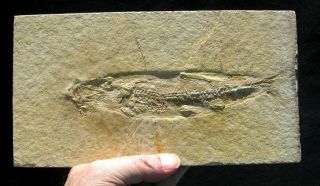 EXTINCTIONS - LARGE THARSIS FISH FOSSIL FROM SOLNHOFEN GERMANY - IMPRESSIVE DETAIL 2