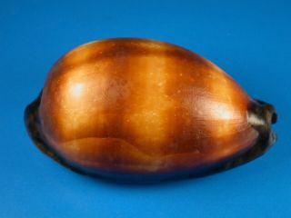 Cypraea Talpa,  Very Dark Pattern,  Huge,  90.  2mm,  Hawaii Shell