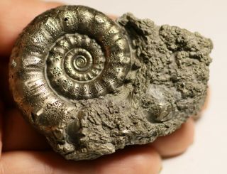 60 Mm Iron Pyrite Ammonite Fossil - Eoderoceras Jurassic Coast Charmouth N132