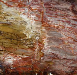 Mw: Petrified Wood CONIFER - Devil ' s Gate,  Nevada - Face Polished Specimen 2