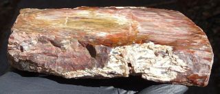 Mw: Petrified Wood CONIFER - Devil ' s Gate,  Nevada - Face Polished Specimen 3