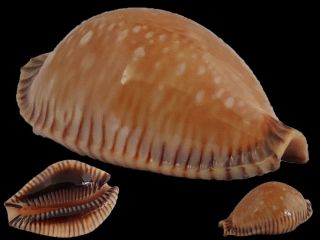 Seashell : Cypraea Guttata Surinensis 43.  9mm Gem (from Thailand)