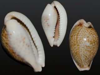 Seashell Cypraea Turdus Micheloi Rare Rostrate Mediterranean 36.  8 Mm