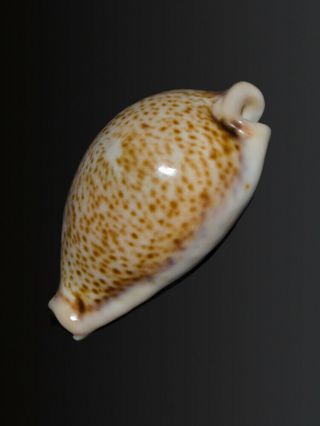 Seashell Cypraea turdus micheloi Rare Rostrate Mediterranean 36.  8 mm 2