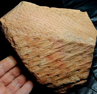 Lepidodendron Rimosum - Big Well Preserved Carboniferous Fossil Plant