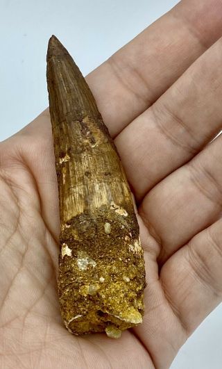 Spinosaurus 3 1/2” Tooth Dinosaur Fossil Before T Rex Cretaceous S221