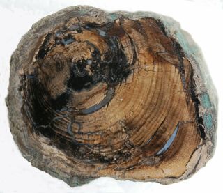 Two,  Polished Petrified Wood Limbs - Oregon And Utah