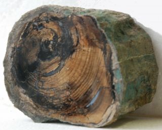 Two,  Polished Petrified Wood Limbs - Oregon and Utah 2