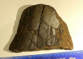 Rare Uk Fossil Large Ankylosaur Armoured Dinosaur Dermal Armour Spike - Nr
