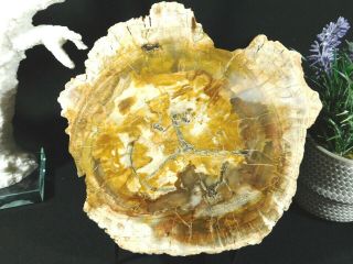 Colors On This Huge Polished Petrified Wood Roller Fossil 3045gr