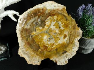 Colors On This HUGE Polished Petrified Wood ROLLER Fossil 3045gr 2