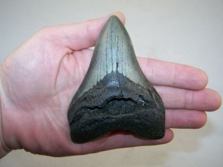 4.  44 " Megalodon Fossil Shark Tooth Teeth - 6.  7 Oz - No Restoration - Not Dinosaur
