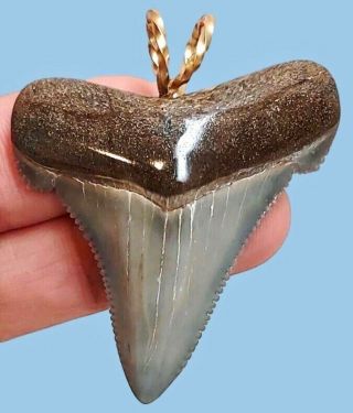 Angustidens Shark Tooth Necklace - 1.  70 Inch - Real Fossil - Serrated