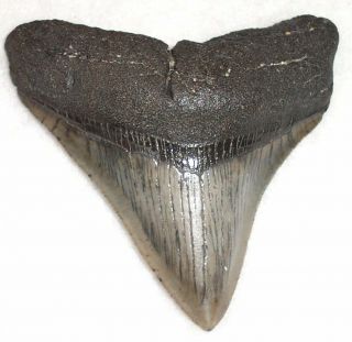 Wide Complete 3 3/16 " Fossil Megalodon Shark Tooth