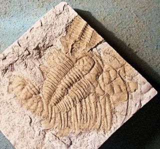 Rare Lyriaspis Sigillum 1 Complete,  Partial,  Xystridura; M.  Cambrian,  Australia