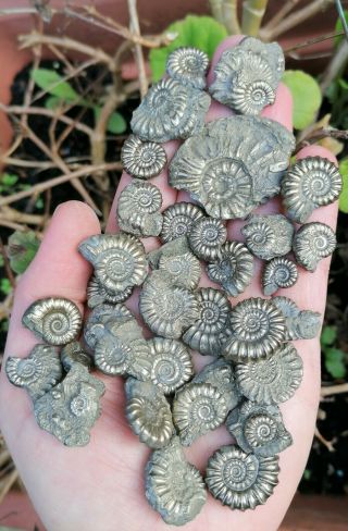 35,  Fossil Pyrite Ammonites Inc Rare Asteroceras,  Lyme Regis,  Jurassic Age,  UK 2