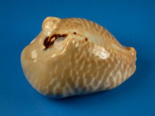 Cypraea Mus Bicornis,  Pattern,  Large,  57.  7mm,  Colombia Shell G371