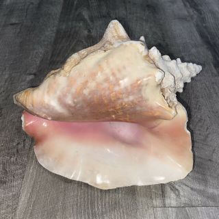 Vintage Large Natural Pink Queen Conch Sea Shell Seashell 8 "