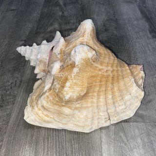Vintage Large Natural Pink Queen Conch Sea Shell Seashell 8 