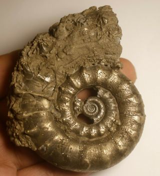 75 Mm Iron Pyrite Ammonite Fossil - Eoderoceras Jurassic Coast Charmouth N107