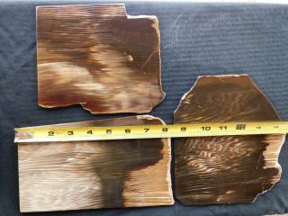 RimRock: Three Rare COW VALLEY AGATIZED PETRIFIED WOOD Rough Plank Slabs 2