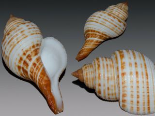 Seashell Taphon Clavella Maganensis Subspecies Fantastic 60.  3 Mm