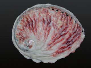 Seashell Haliotis Midae Red Magnificent Sea Beauty 147.  3 Mm