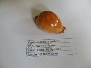 Cypraea Guttata Guttata 60,  5 Mm F,  /gem