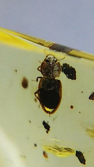 Cretaceous Very Rare Aquatic Hydraenidae Beetle In Burmese Amber (burmite)