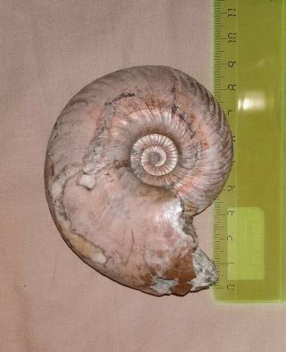 Fossil big Jurassic ammonite Quenstedtoceras lamberti from Russia 3
