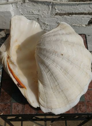 One Whole Clam Sea Shell Tridacna Gigas 9” X 6” X 3 " Each Large Giant Rare